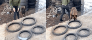 타이어 4개를 동시에? 셰퍼드의 충격적인 협동 능력 대공개!