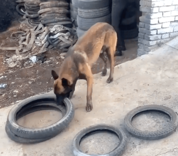 출처 : Reddit / 타이어 두개를 한번에 물어보는 셰퍼드