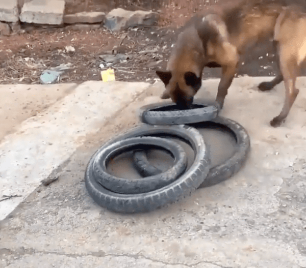 출처 : Reddit / 4개도 가능할 것 같은데?