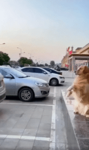 골든리트리버가 주차를 도와?! ‘완벽한 팀워크’ 화제 영상 등장!