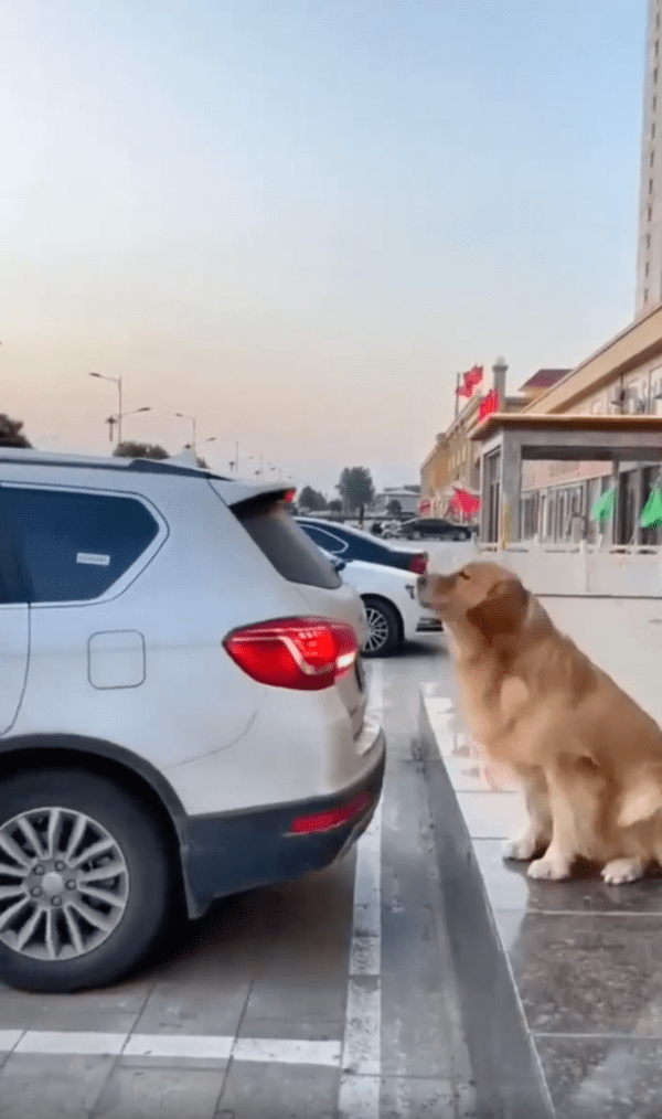 출처 : Reddit / 그만! 주차 다 됐어요!