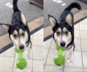 길고 험한 삶을 지나, 강아지 첫 장난감에 눈물!