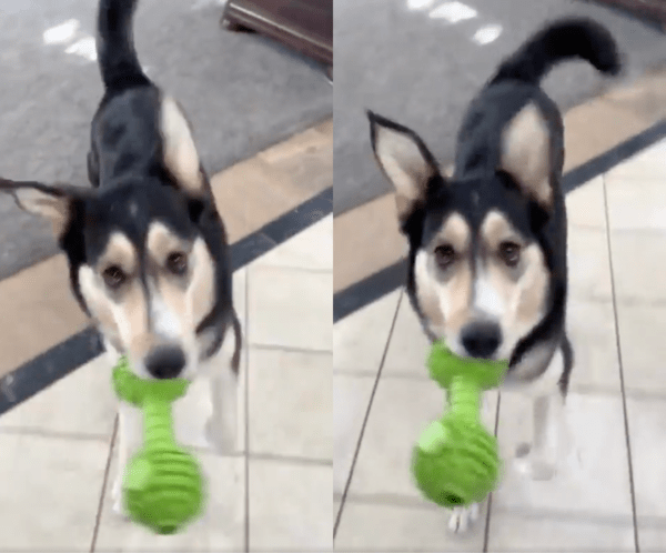 출처 : Reddit / 신나서 발 동동거리는 강아지의 모습