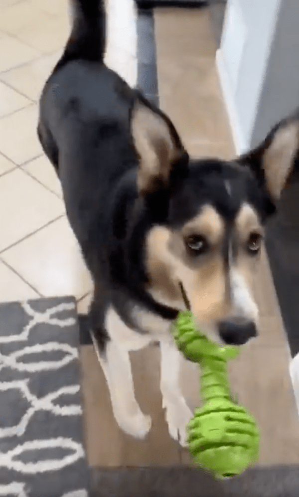 출처 : Reddit / 이 장난감 가지고 나랑 놀아줄거개?