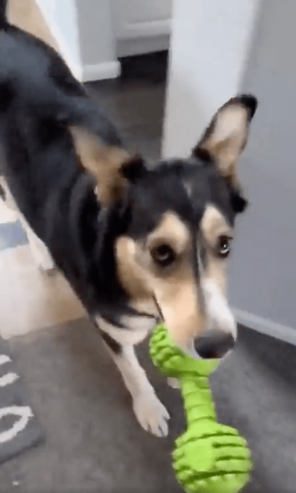 출처 : Reddit / 발을 동동 구르며 너무나 신이 난 강아지