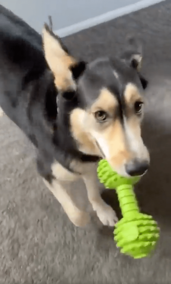 출처 : Reddit / 앞으로 더 많은 것들을 가지게 되길 바라는 강아지