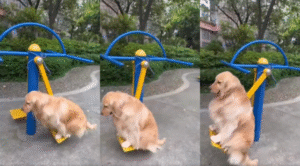 골든 리트리버, 사람도 힘든 ‘파도타기’ 운동 기구 완벽 소화!