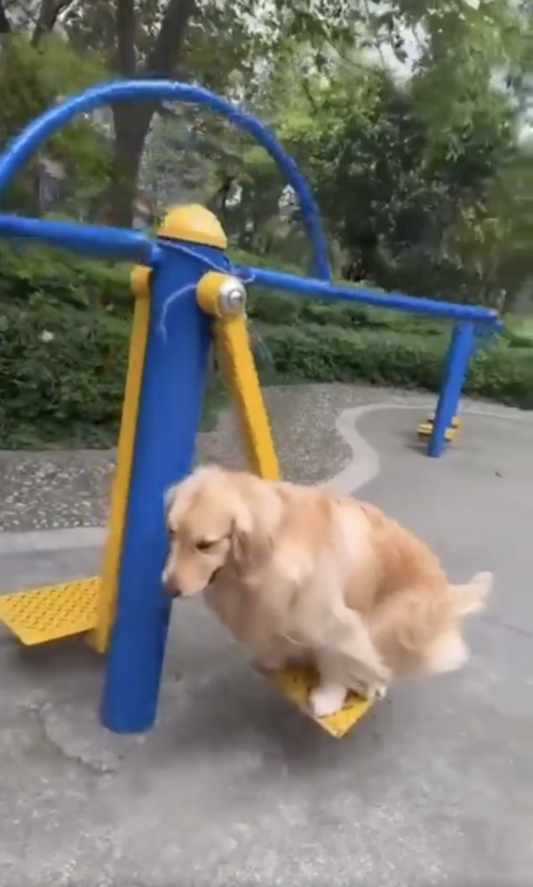 출처 : Reddit / 앞뒤로 왔다갔다~ 신나게 그네 타는 골든 리트리버