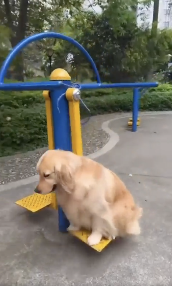 출처 : Reddit / 사람보다 더 신나게 운동기구를 즐기는 골든 리트리버