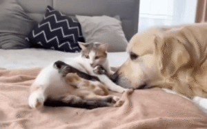 리트리버와 고양이의 감동 실화! 가족이 된 이들의 특별한 우정