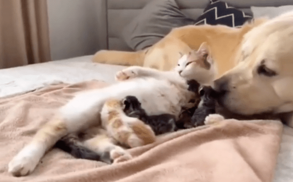 출처 : Reddit / 강아지가 와도 평온하게 누워 있는 고양이와 아기 고양이들
