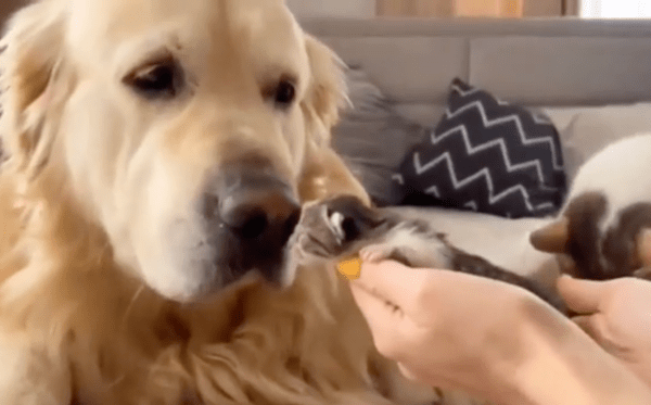 출처 : Reddit / 아기 고양이 냄새를 맡아보는 리트리버