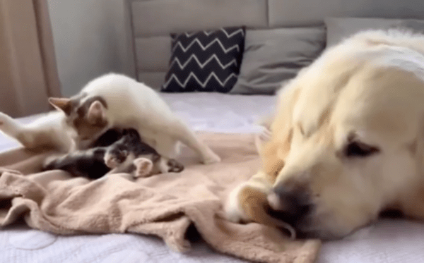 출처 : Reddit / 아기 고양이를 함께 돌보는 리트리버