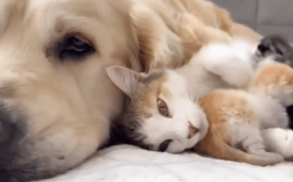 출처 : Reddit / 네가 와서 난 너무 기쁘다옹~