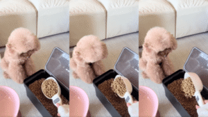 사료 지키려 앞발 저항! 강아지의 단호함 폭발!