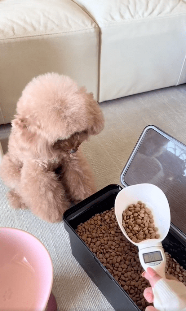 출처 : Reddit / 주인이 덜어내고 있는 사료를 바라보는 푸들