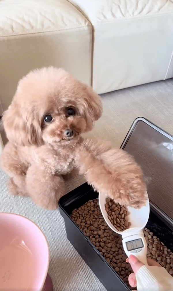 출처 : Reddit / 사료 그만 덜고 이제 달라개...