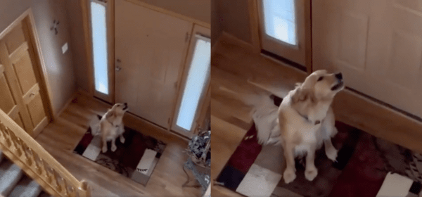 출처 : Reddit / 주인님 어디 갔냐개? 나 운다개!