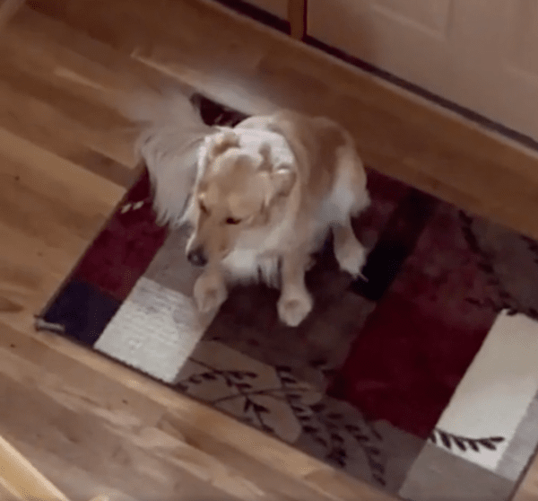 출처 : Reddit / 주인님이 눈앞에 없다개... 슬프다개...