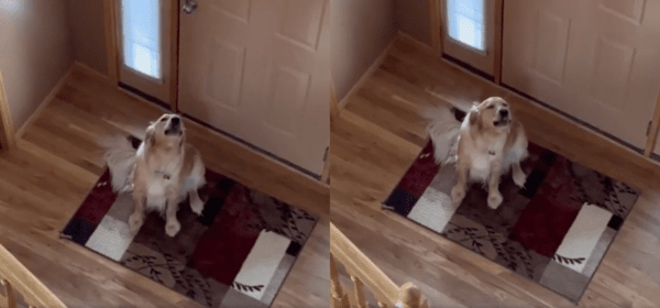 출처 : Reddit / 나 하울링한다개! 얼른 집에 돌아오라개!