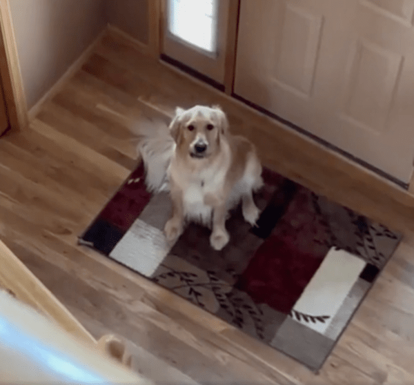 출처 : Reddit / 오잉? 집에 있었개?