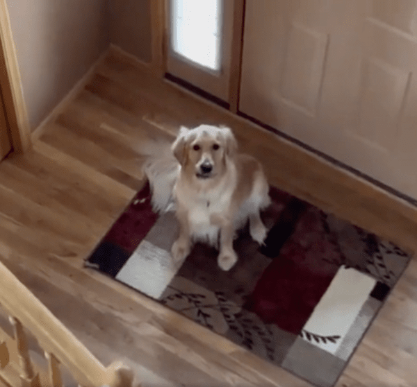 출처 : Reddit / 집에 있는 줄 몰랐개!