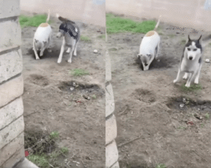 허스키, 땅굴 막으려다 실패?! 흰 강아지의 천연덕스러운 반격