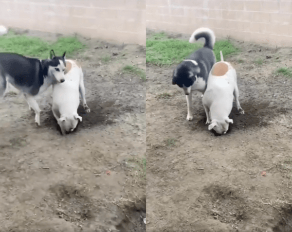 출처 : Reddit / 주인이 보고있다개! 그만 파라개!