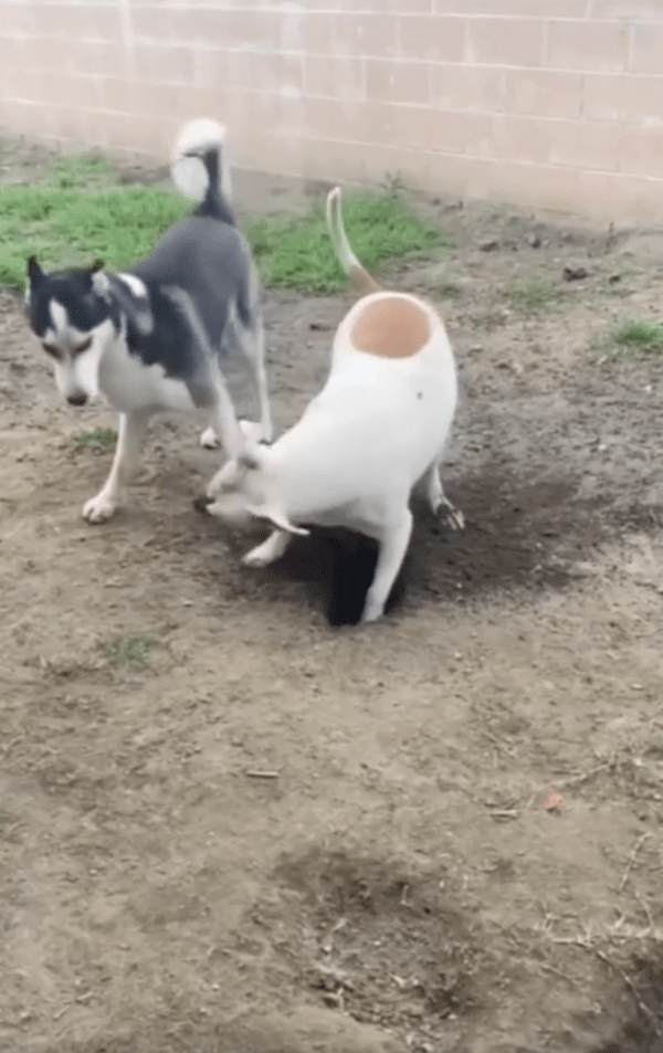 출처 : Reddit / 나 계속 팔거니까 막지 말라개!