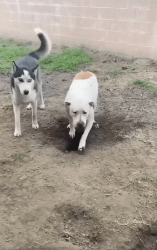 출처 : Reddit / 주인이 온 걸 알아챈 흰 강아지