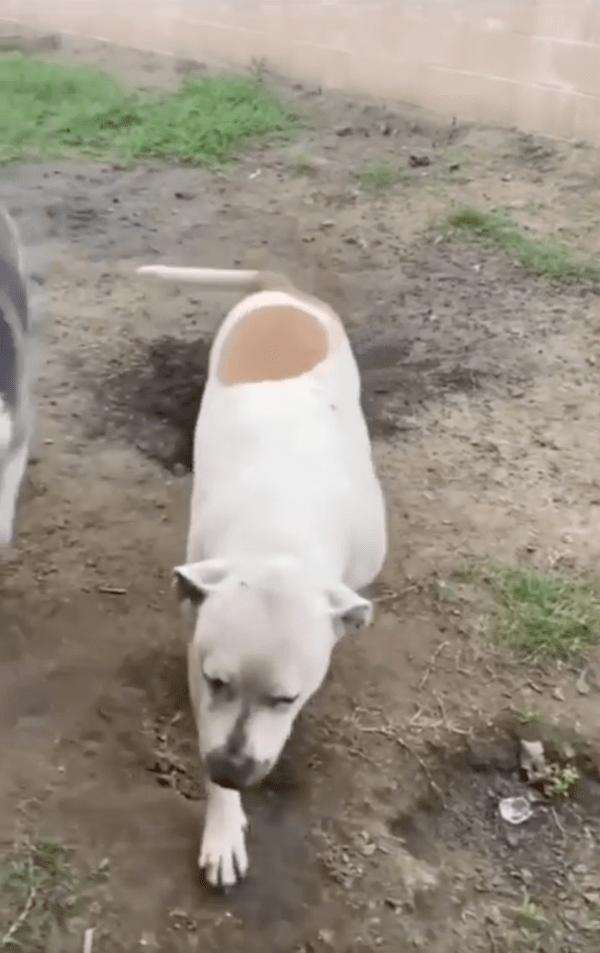 출처 : Reddit / 주인님! 나 아무 것도 안했다개!