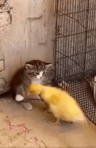 아기 고양이 vs 아기 오리! 웃음 폭발 ‘결투’의 현장 공개!