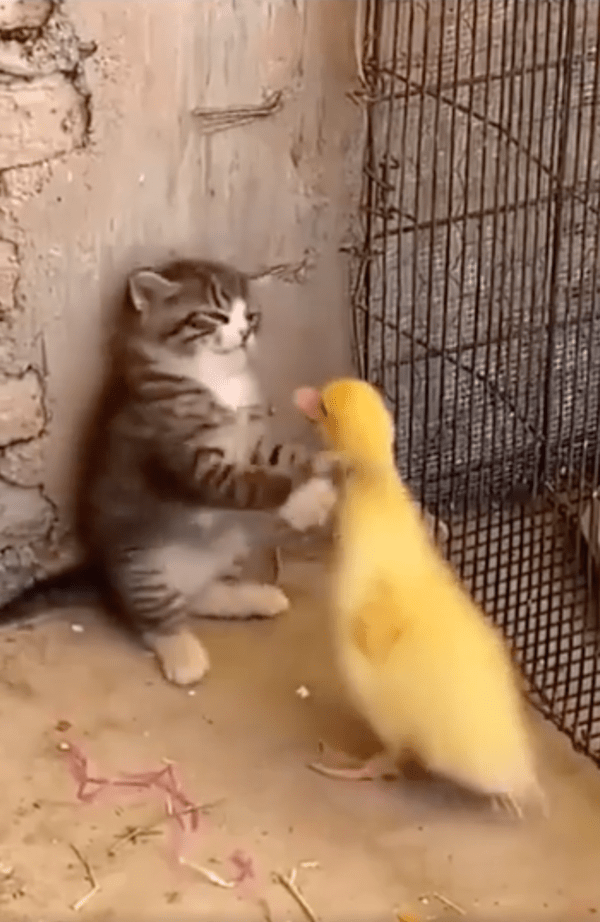 출처 : Reddit / 부리로 쪼려는 아기 오리를 막으려는 아기 고양이