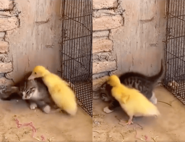 출처 : Reddit / 아악! 아기 고양이 살려달라옹!