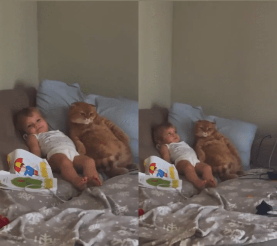 출처 : Reddit / 멍하니 밖을 바라보는 고양이