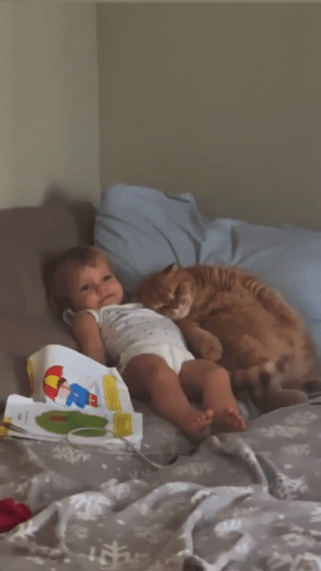     출처 : Reddit / 아기에게 부비는 고양이 