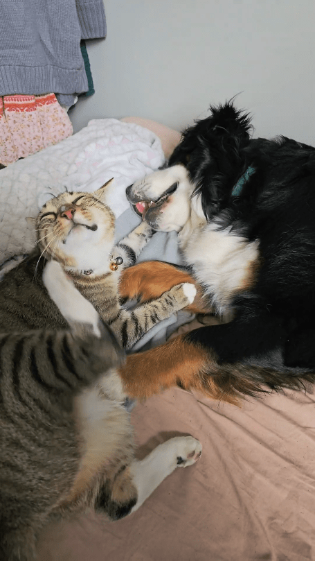 출처 : Reddit / 목덜미를 발로 긁는 고양이