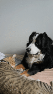 버니즈 마운틴 독과 고양이, 조용한 애정 표현