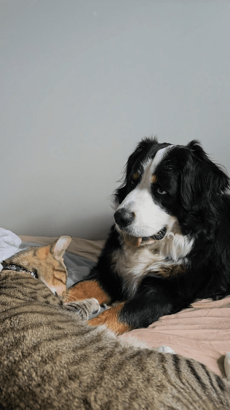 출처 : Reddit / 지긋이 쳐다보는 버니즈 마운틴 독