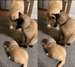 어미 개와 새끼 강아지를 돌보는 고양이의 다정한 손길