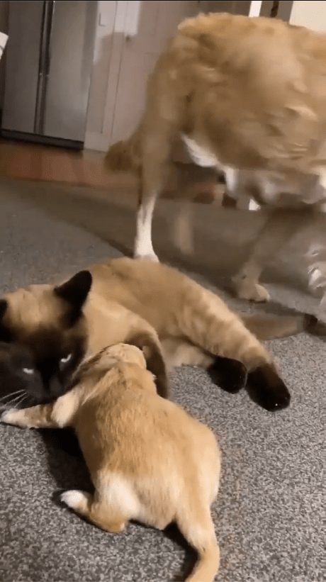 출처 : Reddit / 고양이가 달래주는 모습을 보고 휴식하러가는 어미 개