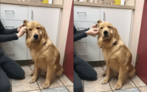 골든 리트리버의 귀 청소 도전, 뒷발로 참아내는 인내심