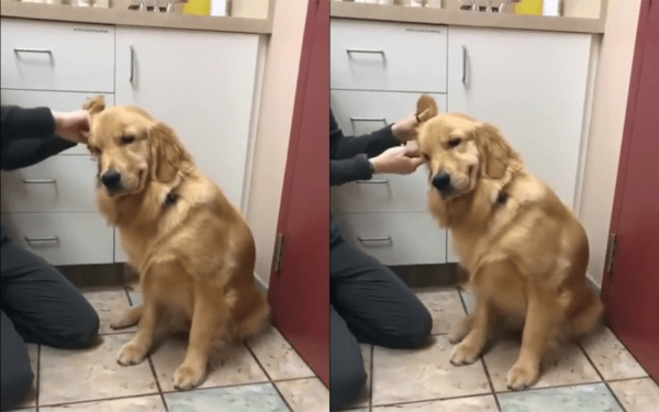 출처 : Reddit / 귀 청소를 참으면서 발을 동동 구르는 골든 리트리버