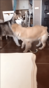 티격태격하는 두 개 사이에서 판정 내리는 고양이 심판