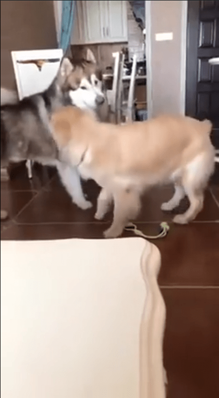 출처 : Reddit / 두 개가 서로를 지켜보는 중