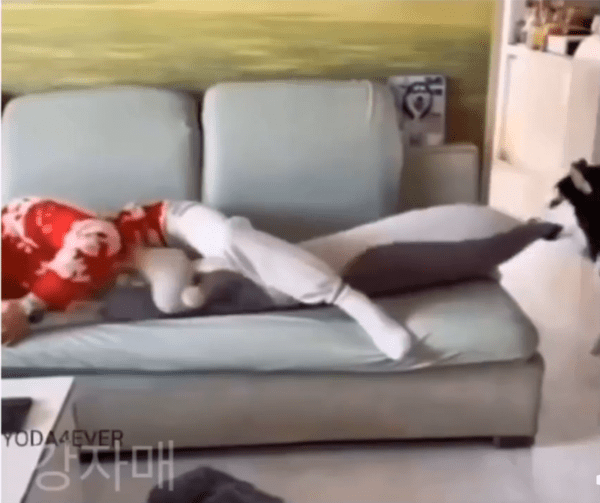 출처 : Reddit / 쿠션을 빼는 허스키