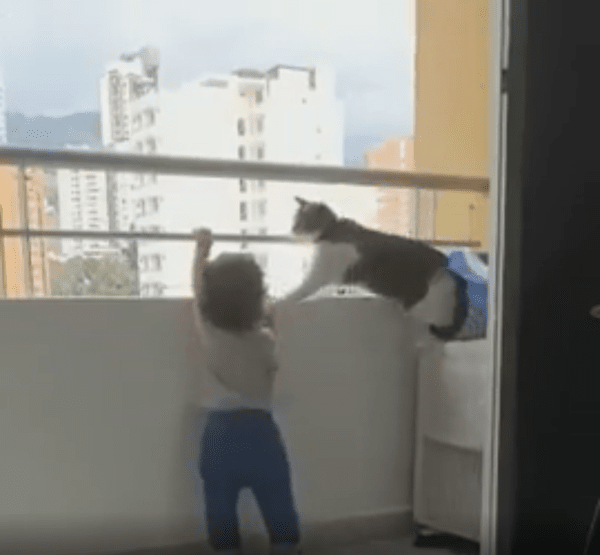 출처 : Reddit / 봉을 못잡게 손으로 밀치는 고양이