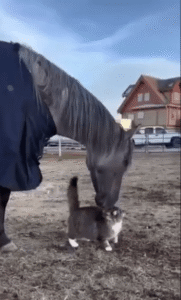 거대한 말과 작은 고양이, 부드러운 교감의 순간