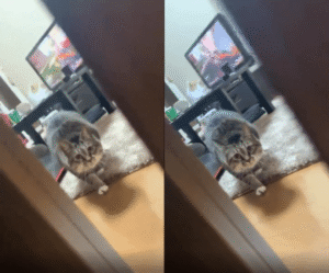 “무궁화 꽃이 피었습니다?” 살금살금 다가오는 고양이