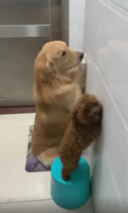 출처 : Reddit / 벌을 서고있는 두 강아지